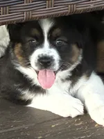 Liam, a male Australian Shepherd for sale in Irwin, PA – 3 of 4