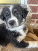 Molly, a female Australian Shepherd for sale in Irwin, PA – 3 of 3