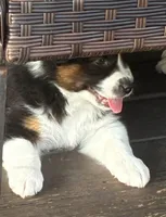 Liam, a male Australian Shepherd for sale in Irwin, PA – 5 of 5