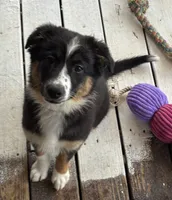 Molly, a female Australian Shepherd for sale in Irwin, PA – 4 of 4