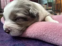 Tyrus, a male Australian Shepherd for sale in Irwin, PA – Photo 2 of 2