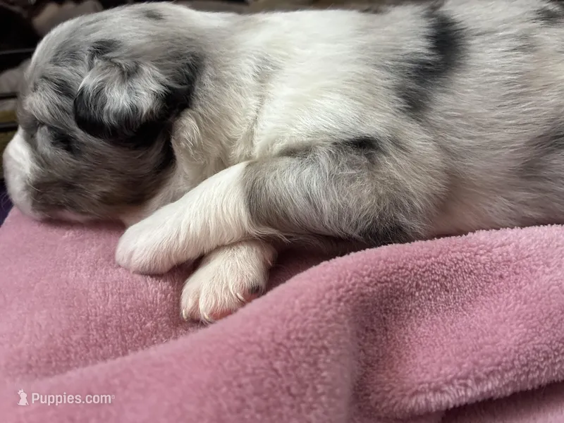 Tyrus – Australian Shepherd puppy for sale in Irwin, PA