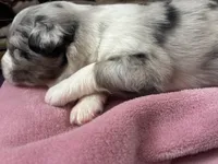 Tyrus, a male Australian Shepherd for sale in Irwin, PA – Photo 1 of 2