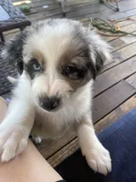 Tyrus, a male Australian Shepherd for sale in Irwin, PA – 7 of 7