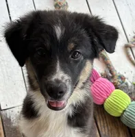 Hannah, a female Australian Shepherd for sale in Irwin, PA – 7 of 7