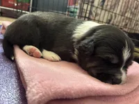 Hannah, a female Australian Shepherd for sale in Irwin, PA – Photo 1 of 2