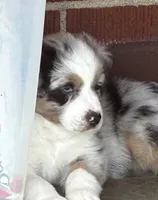 Tyrus, a male Australian Shepherd for sale in Irwin, PA – 5 of 7