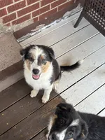David, a male Australian Shepherd for sale in Irwin, PA – 5 of 5