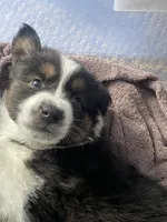 Liam, a male Australian Shepherd for sale in Irwin, PA – 3 of 5