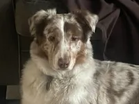 Kaboose , a male Australian Shepherd for sale in Irwin, PA – 2 of 3