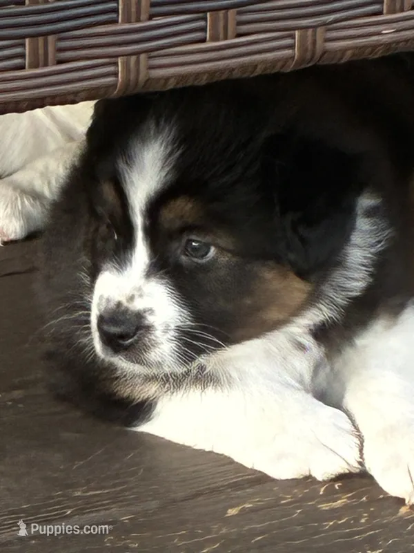 Liam – Australian Shepherd puppy for sale in Irwin, PA