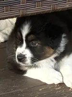 Liam, a male Australian Shepherd for sale in Irwin, PA – 1 of 4