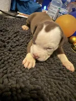 Rex , a male American Staffordshire Terrier for sale in Denver, CO – 3 of 3