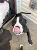 Canon , a male American Staffordshire Terrier for sale in Denver, CO – 4 of 4