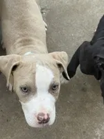 Miso , a male American Staffordshire Terrier for sale in Denver, CO – 2 of 4