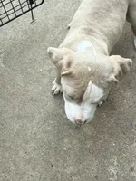 Miso , a male American Staffordshire Terrier for sale in Denver, CO – 4 of 4