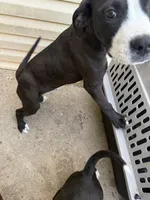 Canon , a male American Staffordshire Terrier for sale in Denver, CO – 3 of 4