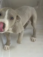Doja , a male American Staffordshire Terrier for sale in Denver, CO – 1 of 2
