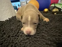 Little BHB4, a male American Pit Bull Terrier for sale in Denver, CO – Photo 3 of 9