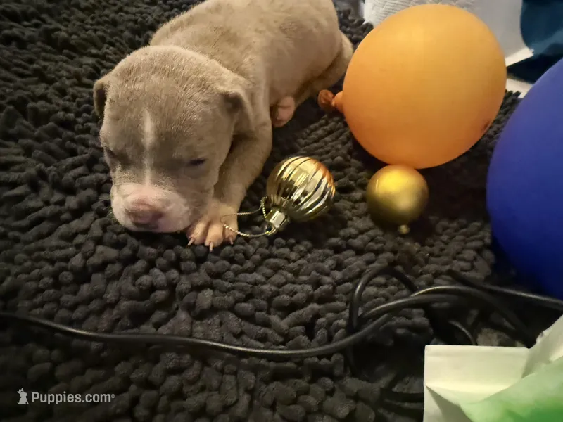 Little BHB4, a male American Pit Bull Terrier for sale in Denver, CO – Photo 1 of 9