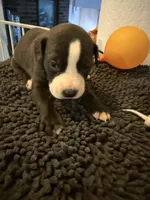 Little BHB4, a male American Pit Bull Terrier for sale in Denver, CO – Photo 5 of 9