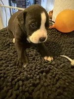 Little BHB4, a male American Pit Bull Terrier for sale in Denver, CO – Photo 4 of 9