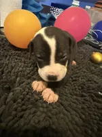 Little BHB4, a male American Pit Bull Terrier for sale in Denver, CO – Photo 7 of 9