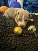 Little BHB4, a male American Pit Bull Terrier for sale in Denver, CO – Photo 2 of 9