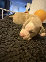 Little BHB4, a male American Pit Bull Terrier for sale in Denver, CO – Photo 9 of 9