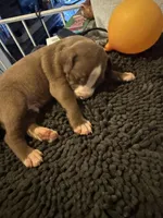 Little BHB4, a male American Pit Bull Terrier for sale in Denver, CO – Photo 8 of 9