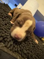 Little BHB4, a male American Pit Bull Terrier for sale in Denver, CO – Photo 6 of 9