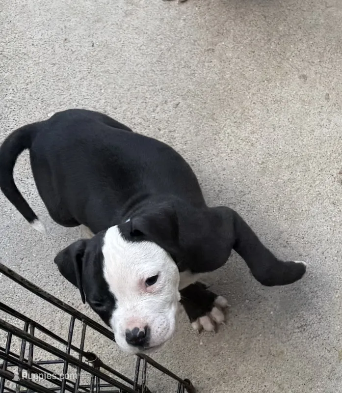 Maui, a male American Staffordshire Terrier for sale in Denver, CO – 1 of 3