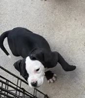 Maui, a male American Staffordshire Terrier for sale in Denver, CO – 1 of 3