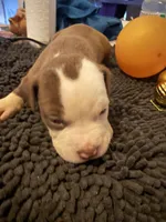 Rex , a male American Staffordshire Terrier for sale in Denver, CO – 2 of 3