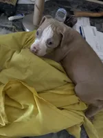 Maui, a male American Staffordshire Terrier for sale in Denver, CO – 3 of 3