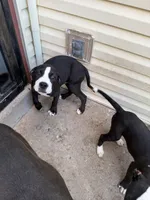 Canon , a male American Staffordshire Terrier for sale in Denver, CO – 2 of 4