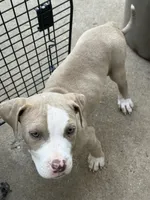 Miso , a male American Staffordshire Terrier for sale in Denver, CO – 3 of 4