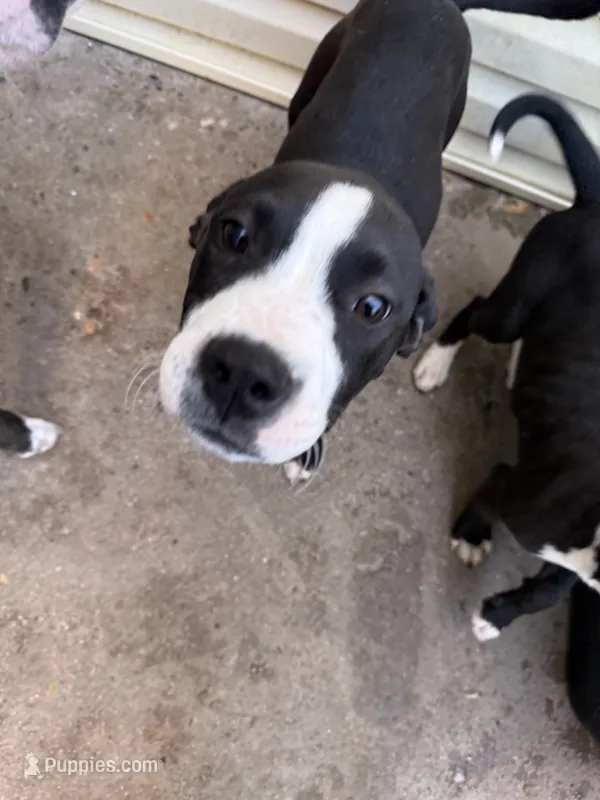 Canon  – American Staffordshire Terrier puppy for sale in Denver, CO