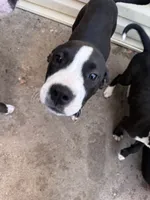 Canon , a male American Staffordshire Terrier for sale in Denver, CO – 1 of 4