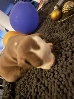 Rex , a male American Staffordshire Terrier for sale in Denver, CO – 1 of 3