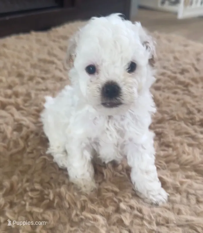 N/A – Maltese, Poodle - Miniature  puppy for sale in Bolingbrook, IL