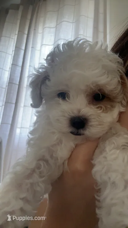 N/A – Maltese, Poodle - Miniature  puppy for sale in Bolingbrook, IL