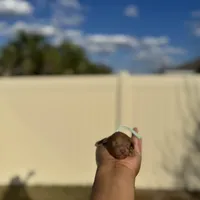 Lilly, a female Poodle - Toy  for sale in Deltona, FL – Photo 3 of 3