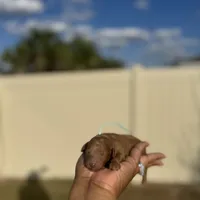 Lilly, a female Poodle - Toy  for sale in Deltona, FL – Photo 1 of 3