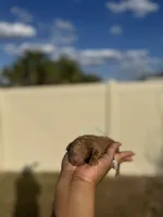 Lilly, a female Poodle - Toy  for sale in Deltona, FL – Photo 1 of 3