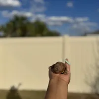 Lilly, a female Poodle - Toy  for sale in Deltona, FL – Photo 2 of 3