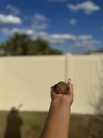 Lilly, a female Poodle - Toy  for sale in Deltona, FL – Photo 2 of 3