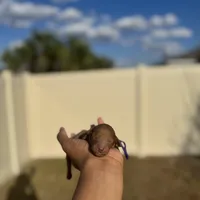 Lavender, a female Poodle - Toy  for sale in Deltona, FL – Photo 2 of 3