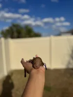 Lavender, a female Poodle - Toy  for sale in Deltona, FL – Photo 2 of 3