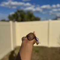 Lavender, a female Poodle - Toy  for sale in Deltona, FL – Photo 3 of 3